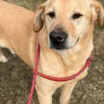 076319 Scooby