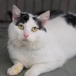 Znaleziono kota, Toruń, 11 marca 2026