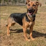 Znaleziono psa, Grudziądz, 22 marca 2026