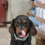 Pies do adopcji, Zgierz, 16 kwietnia 2026