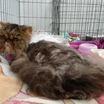 Znaleziono kota, Toruń, 11 kwietnia 2026