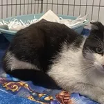 Znaleziono kota, Toruń, 14 kwietnia 2026