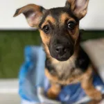 Oddam psa, Olsztyn, 16 kwietnia 2026