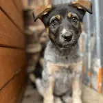 Oddam psa, Olsztyn, 16 kwietnia 2026