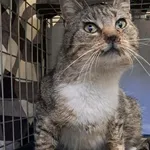 Znaleziono kota, Toruń, 12 kwietnia 2026