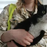 Znaleziono kota, Toruń, 15 kwietnia 2026