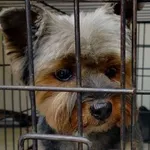 Znaleziono psa, Radom, 16 kwietnia 2026