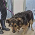 Znaleziono psa, Grudziądz, 16 kwietnia 2026