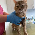 Znaleziono kota, Lublin, 16 kwietnia 2026