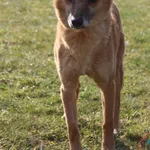 Pies do adopcji, Grudziądz, 28 marca 2026