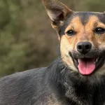 Pies do adopcji, Pieczyska, 17 kwietnia 2026