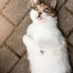 Fifi