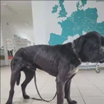 Znaleziono psa, Grudziądz, 17 kwietnia 2026