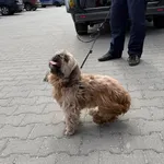 Znaleziono psa, Lublin, 17 kwietnia 2026