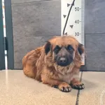 Przyjęty: 2026-04-16 Gmina: Radziechowy Wieprz Płeć: Pies Opis: mieszaniec, brązowe