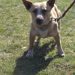 Pies do adopcji, Grudziądz, 26 marca 2026