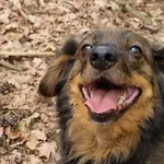 Pies do adopcji, Milanówek, 8 maja 2026