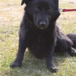 Pies do adopcji, Grudziądz, 26 marca 2026