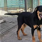 Pies do adopcji, Gorzów Wielkopolski, 17 kwietnia 2026