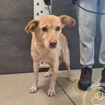 Przyjęty: 2026-04-16 Gmina: Klimontów Płeć: Suka Opis: mieszaniec, biszkoptowe