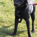 Pies do adopcji, Grudziądz, 27 marca 2026