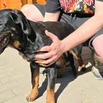 Pies do adopcji, Gorzów Wielkopolski, 17 kwietnia 2026