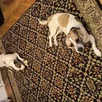 Zaginął pies, Łódź, 17 kwietnia 2026