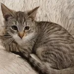 Znaleziono kota, Toruń, 24 lutego 2026