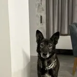 Zaginął pies, Łódź, 17 kwietnia 2026