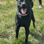 Roki