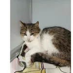 Znaleziono kota, Białystok, 17 kwietnia 2026