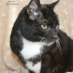 Kot do adopcji, Nowy Dwór Mazowiecki, 17 kwietnia 2026