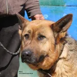 Pies do adopcji, Nowy Dwór Mazowiecki, 18 kwietnia 2026