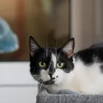 Kot do adopcji, Zgierz, 18 kwietnia 2026