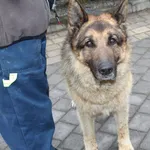 Pies do adopcji, Ciosny, 20 kwietnia 2026