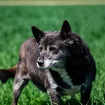 Znaleziono psa, Racławice, 17 kwietnia 2026