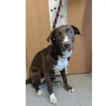 Znaleziono psa, Białystok, 20 kwietnia 2026