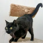 Znaleziono kota, Pieckowo, 14 kwietnia 2026