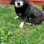 Znaleziono psa, Czartki, 20 kwietnia 2026