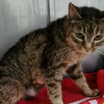 Znaleziono kota, Racławice, 19 kwietnia 2026