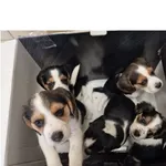 Pięć maluszków pilnie szuka domu 🐾