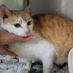 Kot do adopcji, Racławice, 14 kwietnia 2026