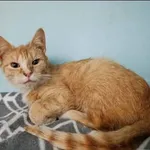 Znaleziono kota, Grudziądz, 11 kwietnia 2026