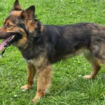 Pies do adopcji, Ropczyce, 20 kwietnia 2026