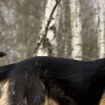 Pies do adopcji, Pieczyska, 21 kwietnia 2026