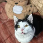 Miau - ur.ok. 01.10.2021r.