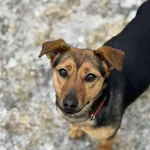 Nutka - ur.ok. 01.10.2022