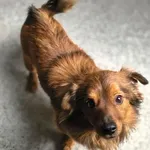 Znaleziono psa, Racibórz, 15 kwietnia 2026