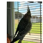 Oddam zwierzę, Wrocław, 3 kwietnia 2026