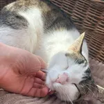 Laurka - ur.ok. 09.09.2024r.